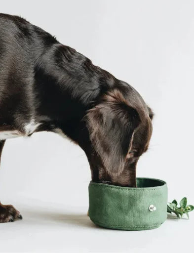 Portable Dog Bowl